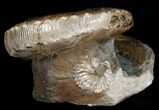 Hoploscaphites Ammonite #6132-3